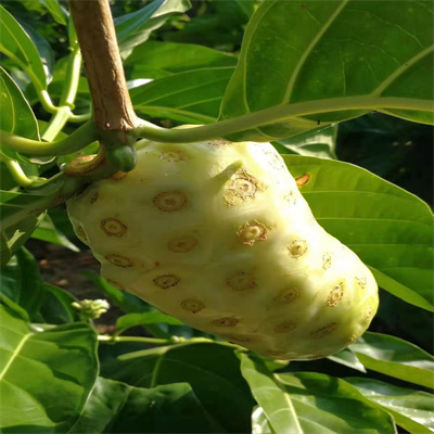 诺丽果